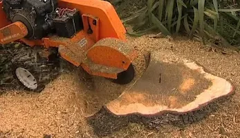 stump grinding and removal services in snohomish county