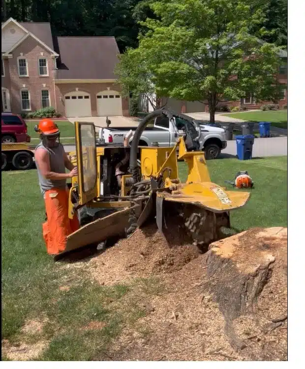 stump removal grinding service