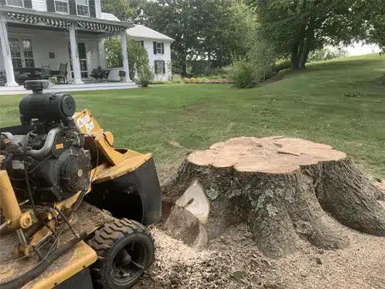 stump removal near foundations