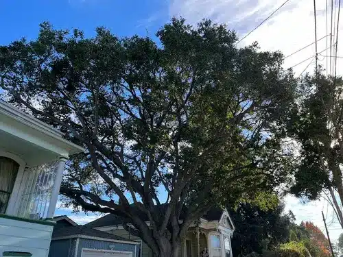 tree hanging over house in snohomish county area