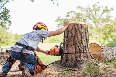 Stump grinding and removal projects in Everett, Snohomish, Lynnwood, Mukilteo, Edmonds & Marysville. Complete grinding of fir, maple & cedar stumps below grade.