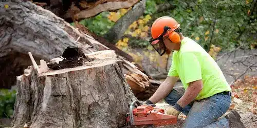 stump grinding and removal service