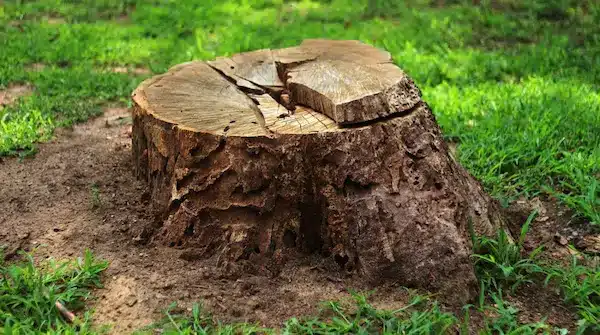 Stump grinding and removal projects in Everett, Snohomish, Lynnwood, Mukilteo, Edmonds & Marysville. Complete grinding of fir, maple & cedar stumps below grade.