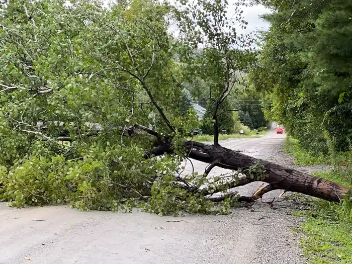 fallen tree blocked road in snohomish county, wa