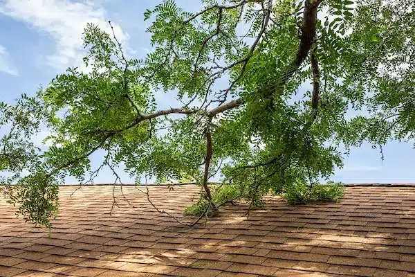 hanging tree limb on roof of house in snohomish county