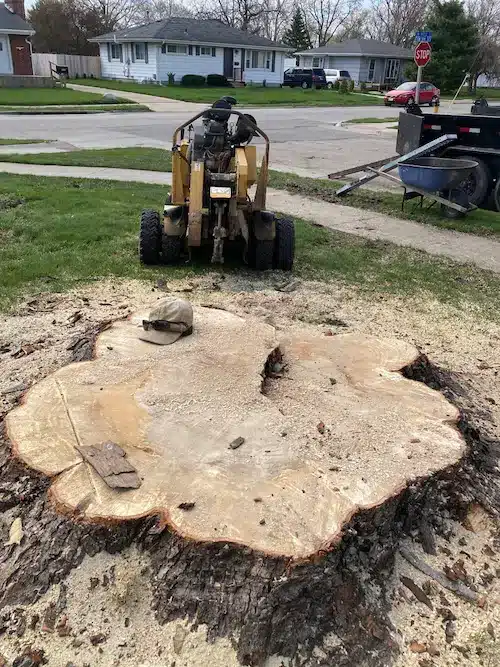 large tree stump removal