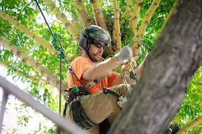 Tree Trimming Services