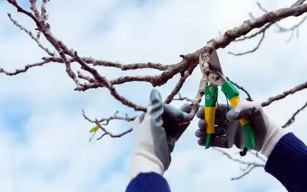 tree pruning in everett, wa