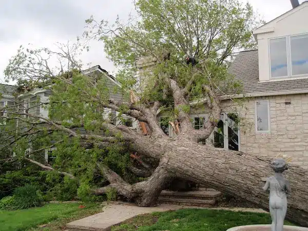 Emergency tree removal