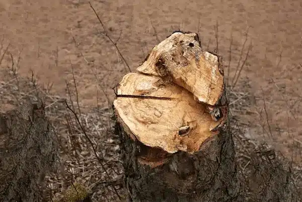 large stump removal service