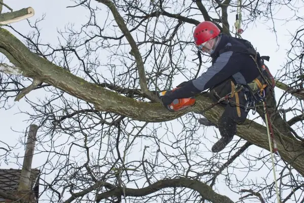 Tree Trimming Services