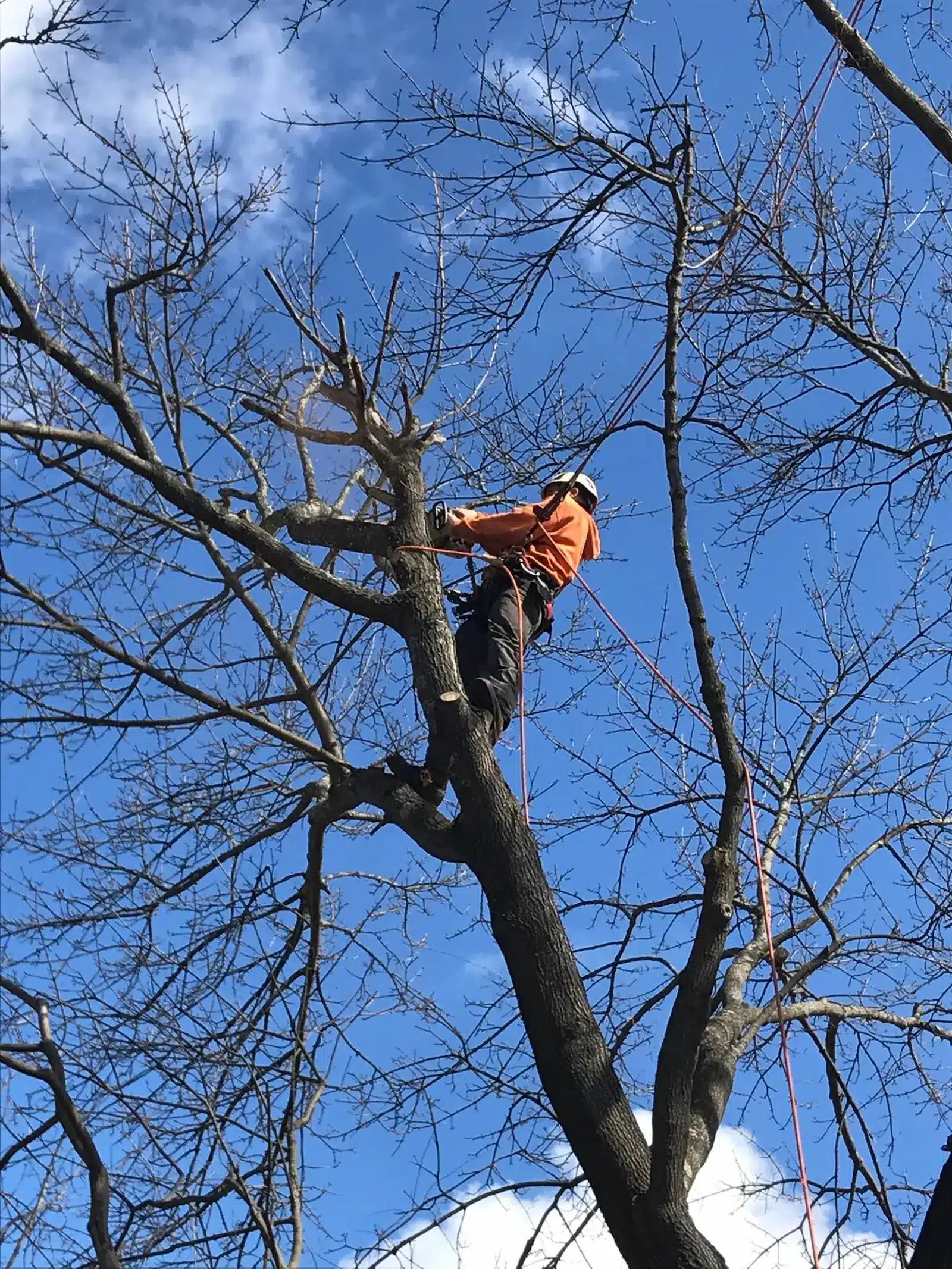 View Clearing & Lot Clearing 12 View clearing and selective lot clearing projects across Everett, Snohomish, Lynnwood, Mukilteo, Edmonds & Marysville. Alder & evergreen removal to restore views.