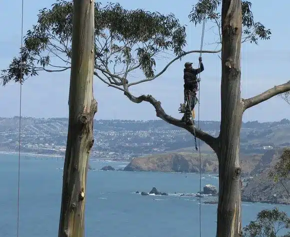 View Clearing & Lot Clearing 1 view clearing by welch tree services